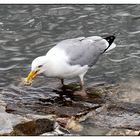 Möwe verschlingt Strandkrabbe (1)