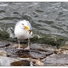 Möwe verschlingt Strandkrabbe (2)