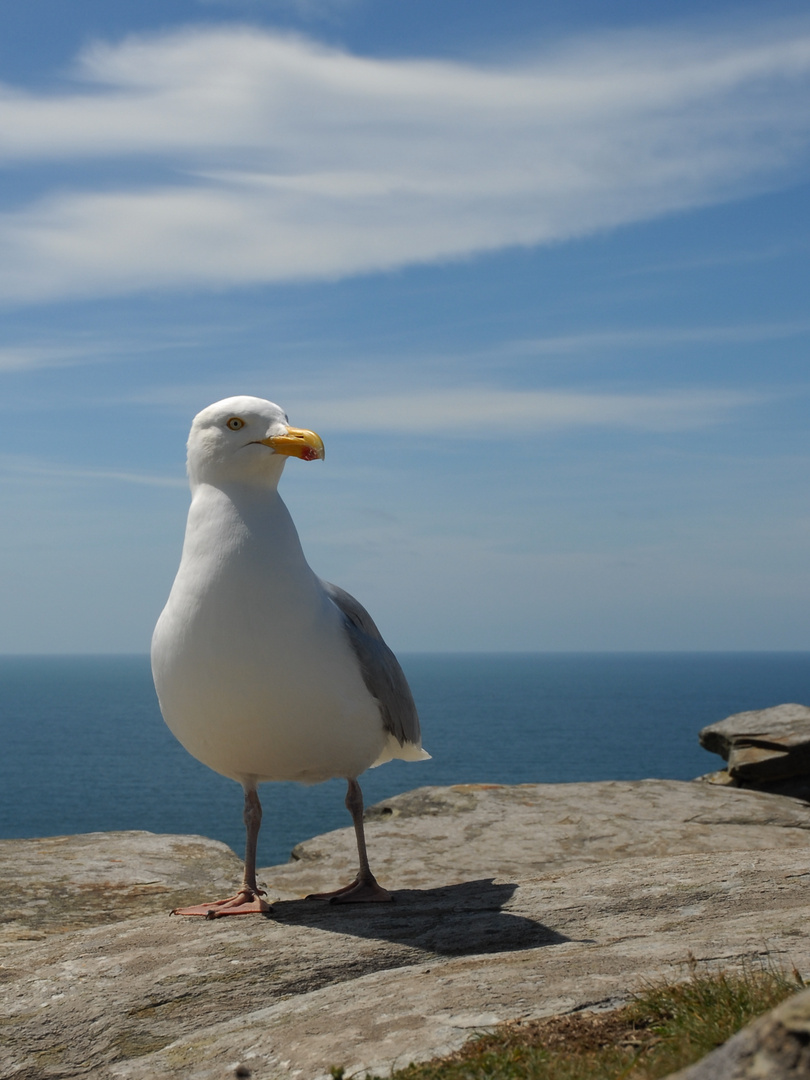 Möwe Versuch Nr. 2