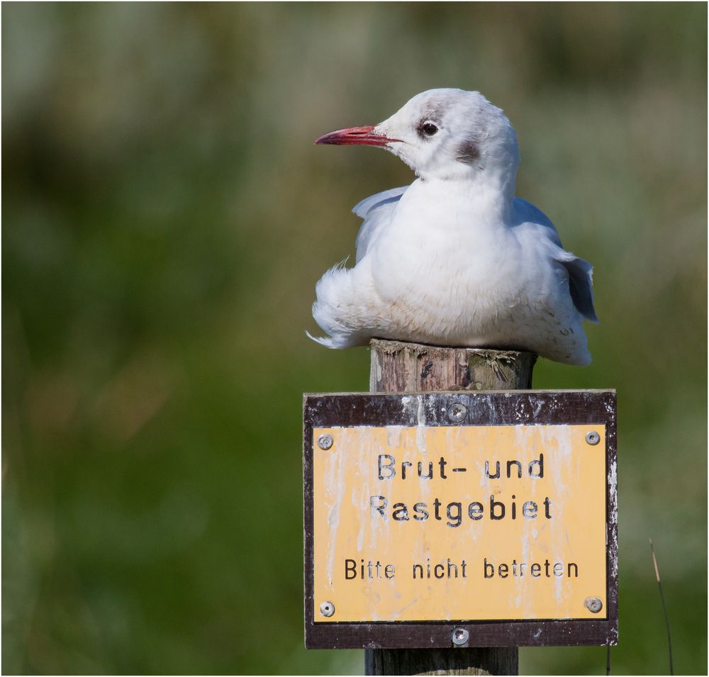 Möwe vom Dienst