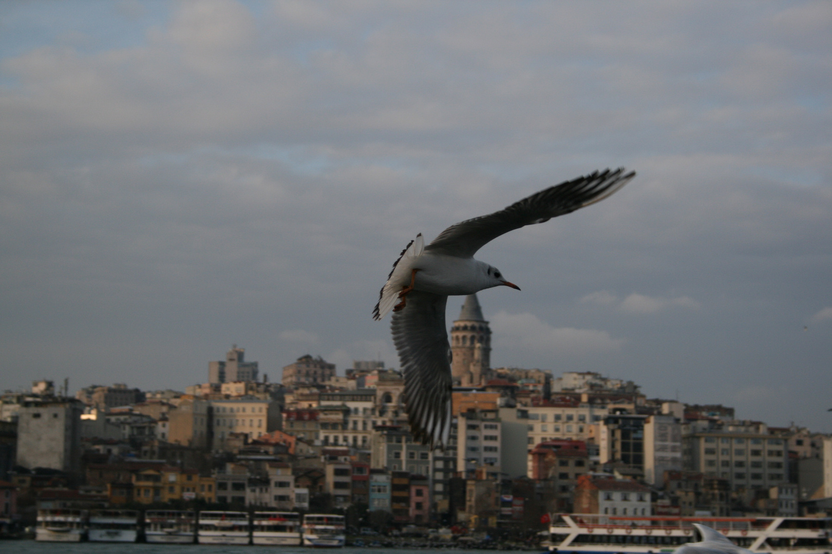 Möwe vom goldenen Horn in Istanbul