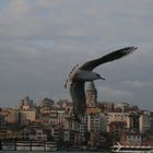 Möwe vom goldenen Horn in Istanbul