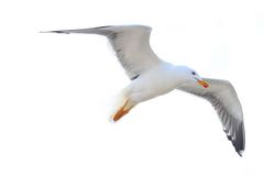 Möwe von Helgoland