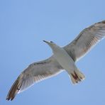 Möwe von Hiddensee