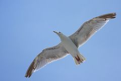 Möwe von Hiddensee