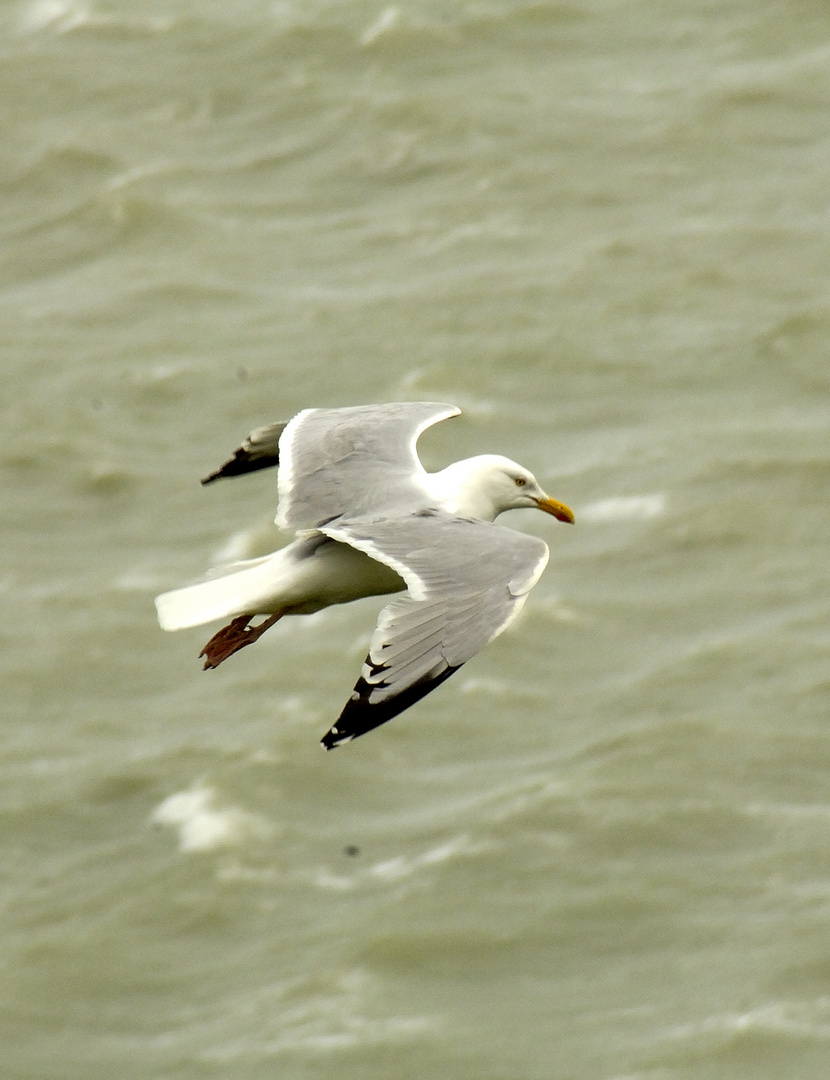 Möwe von Oben