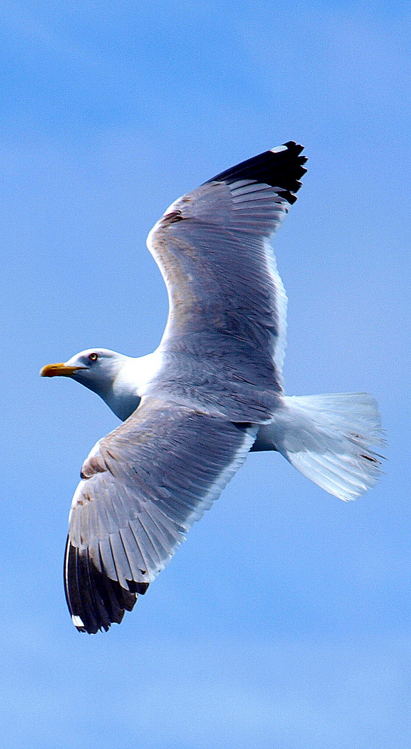 ***Möwe von oben ***