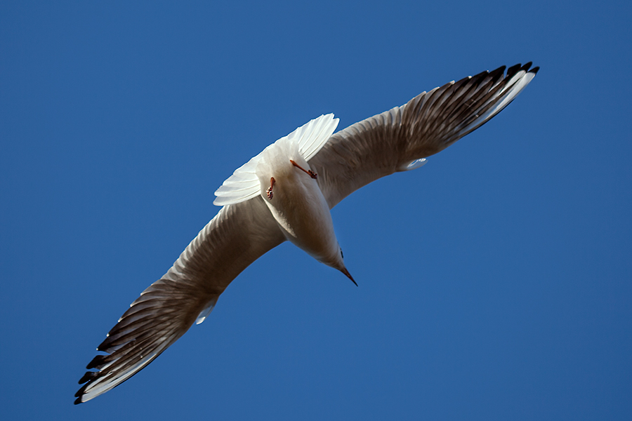 Möwe von unten