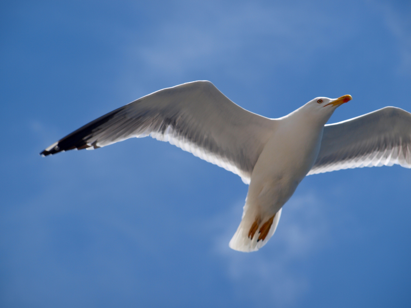 ***Möwe von unten ***