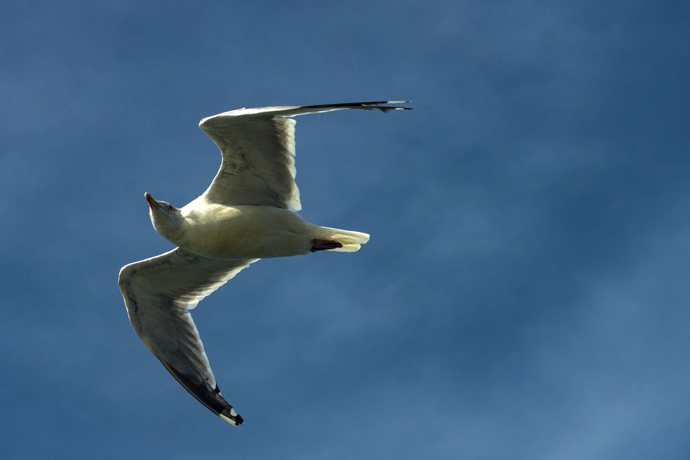 Möwe von unten