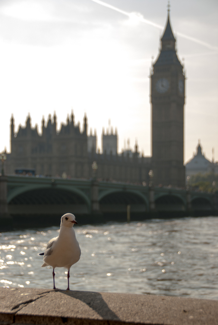 Möwe vor Big Ben