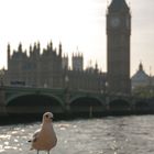 Möwe vor Big Ben