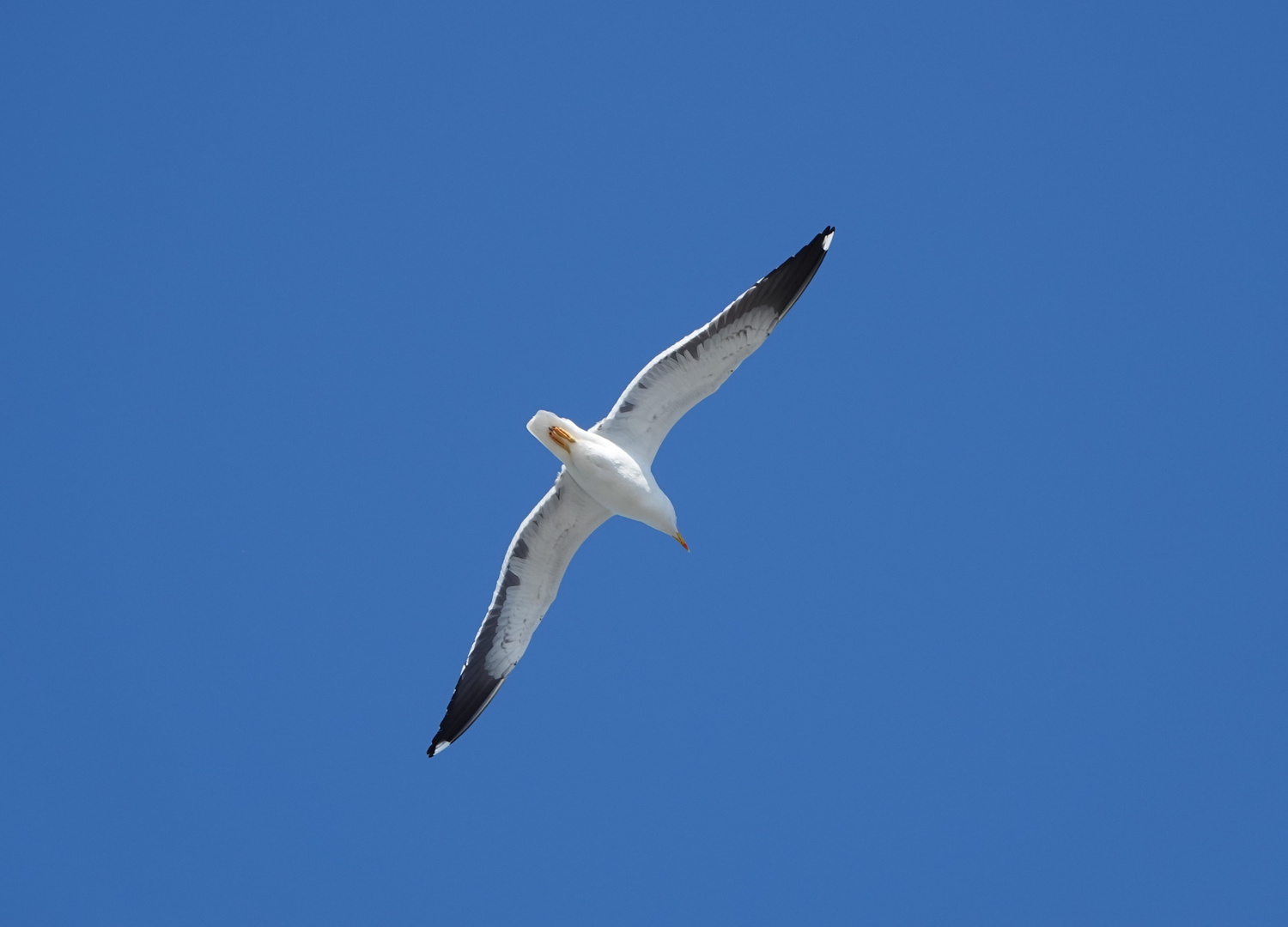 Möwe vor blauem Himmel