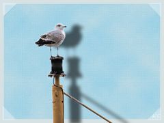 Möwe vor blauer Leinwand