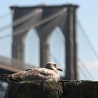 Möwe vor Brooklyn Bridge