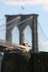 Möwe vor Brooklyn Bridge