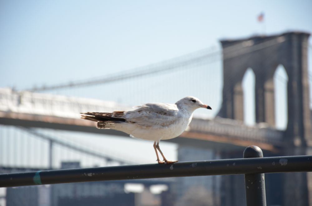 Möwe vor Brooklyn Bridge