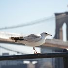 Möwe vor Brooklyn Bridge