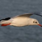 möwe vor cuxhaven