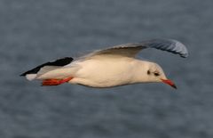 möwe vor cuxhaven