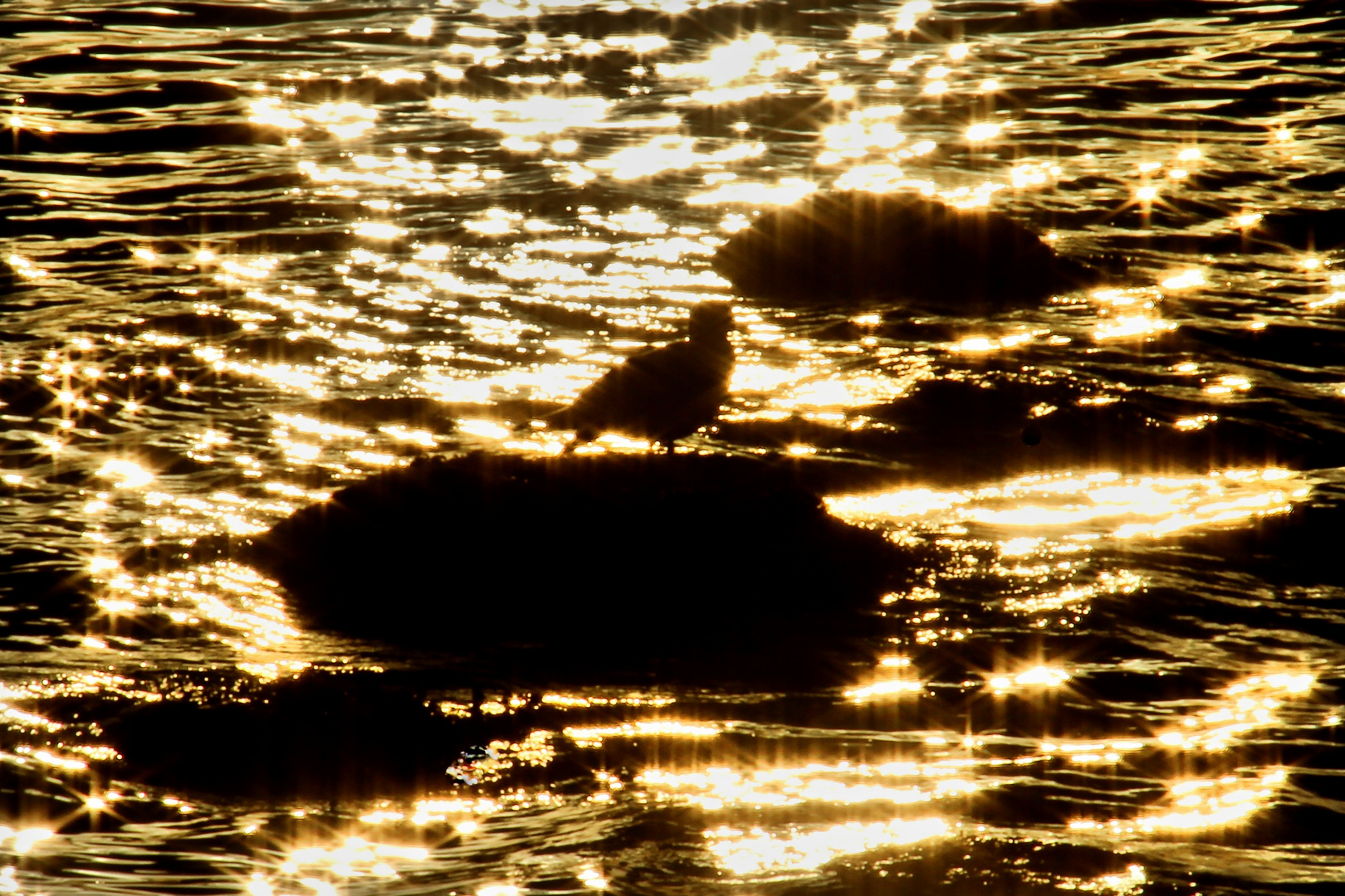 Möwe vor dem Abendsonne-Spiegel des Meeres