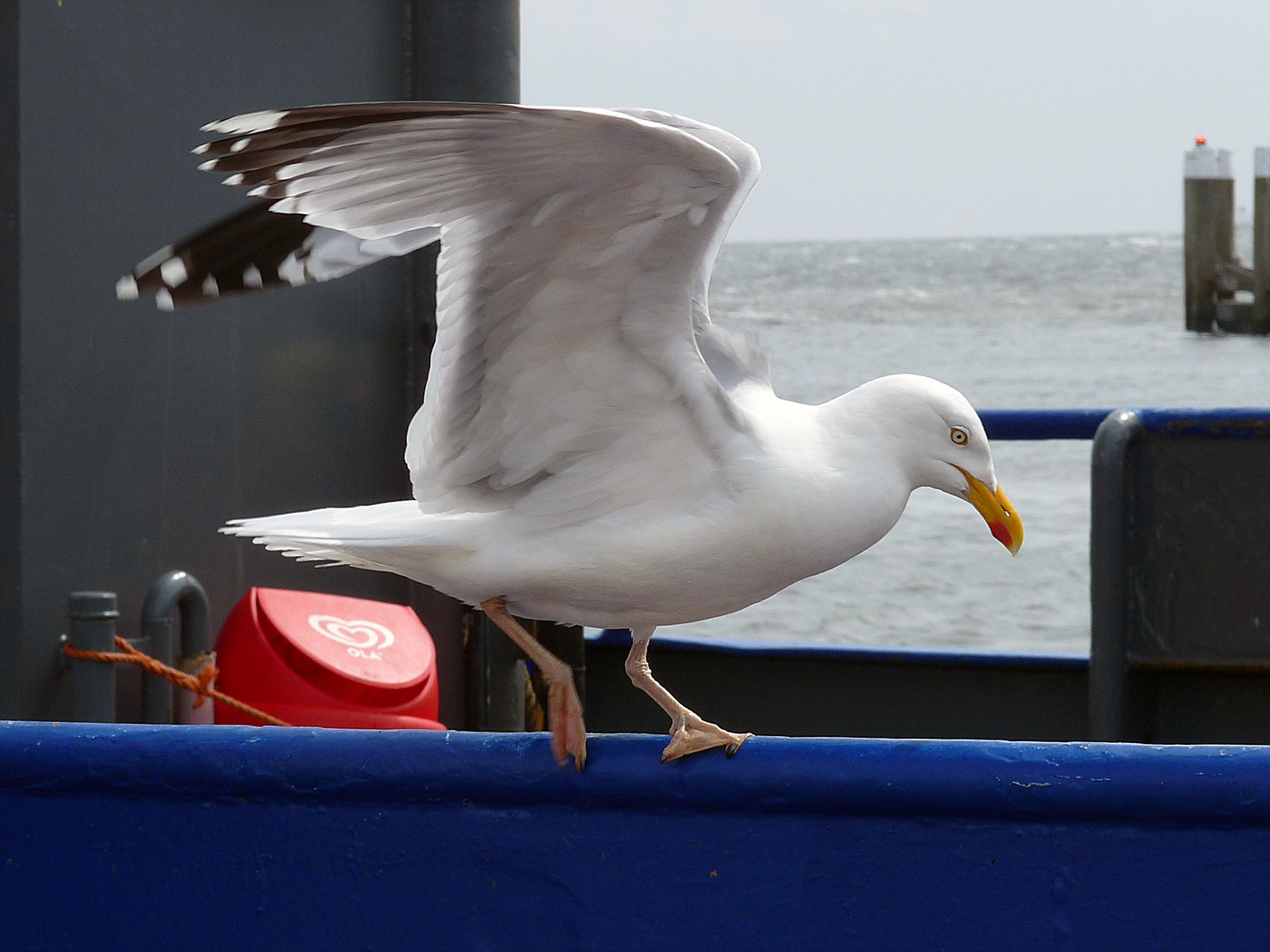 Möwe vor dem Abflug