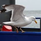 Möwe vor dem Abflug