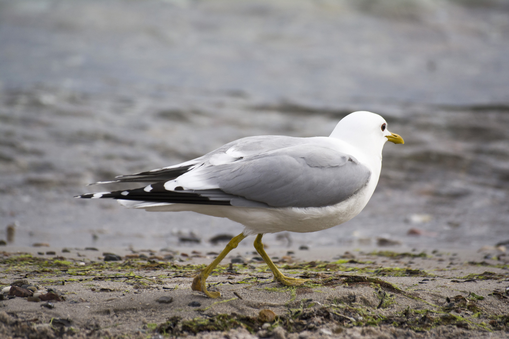 Möwe vor dem Start ..... Fortsetzung folgt