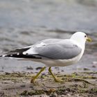 Möwe vor dem Start ..... Fortsetzung folgt