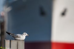 Möwe vor dem weißen Schwan