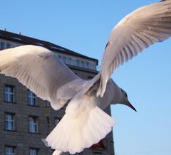 Möwe vor den Alsterarkaden in Hamburg