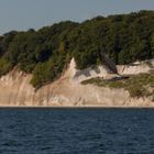 Möwe vor den Kreidefelsen von Rügen