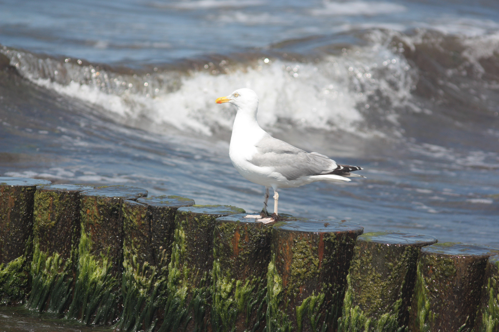 Möwe vor der Brandung