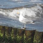 Möwe vor der Brandung