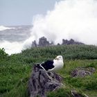 Möwe vor der Brandungsgischt