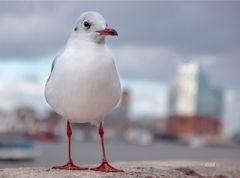 Möwe vor der Elbphilamonie