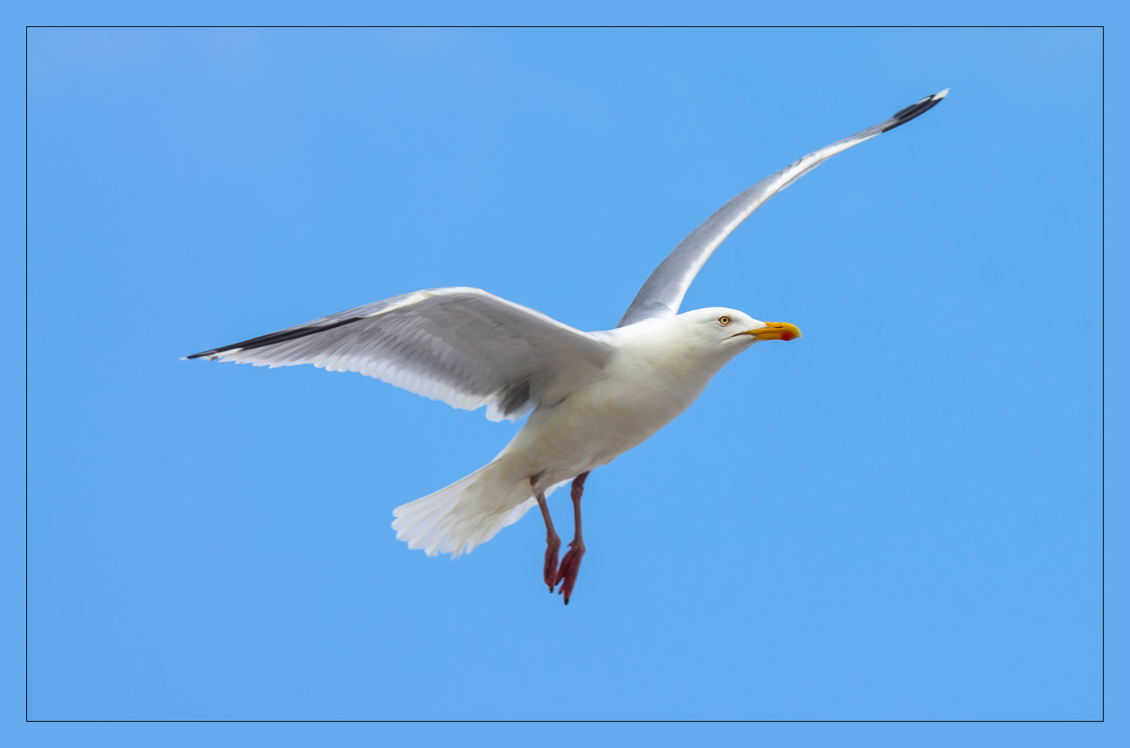 Möwe vor der Landung