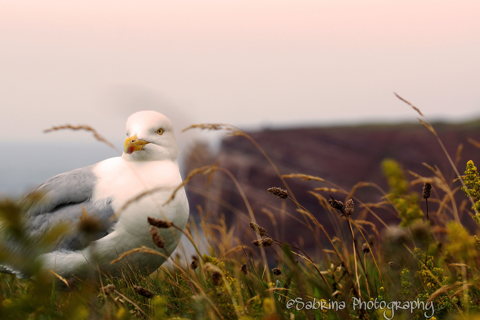 Möwe vor der langen Anna auf Helgoland 