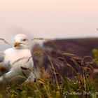 Möwe vor der langen Anna auf Helgoland 