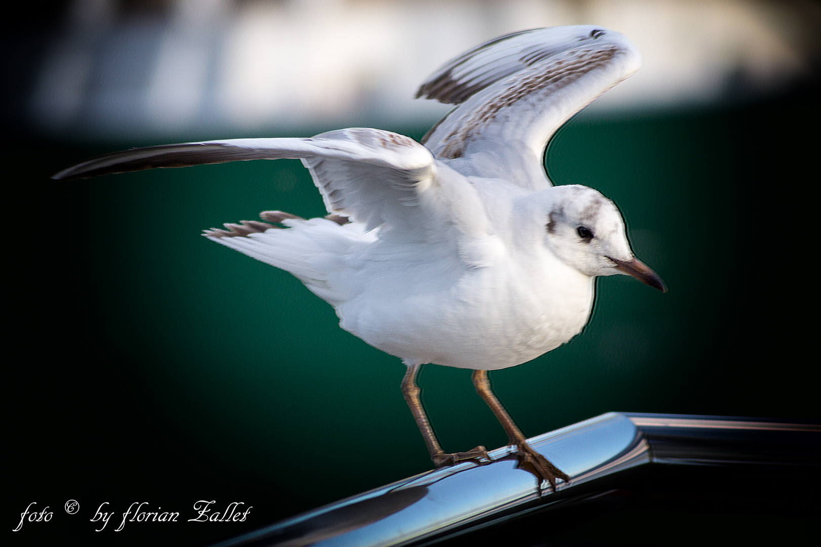 Möwe vor der Rickmer Rickmers