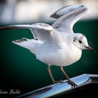 Möwe vor der Rickmer Rickmers