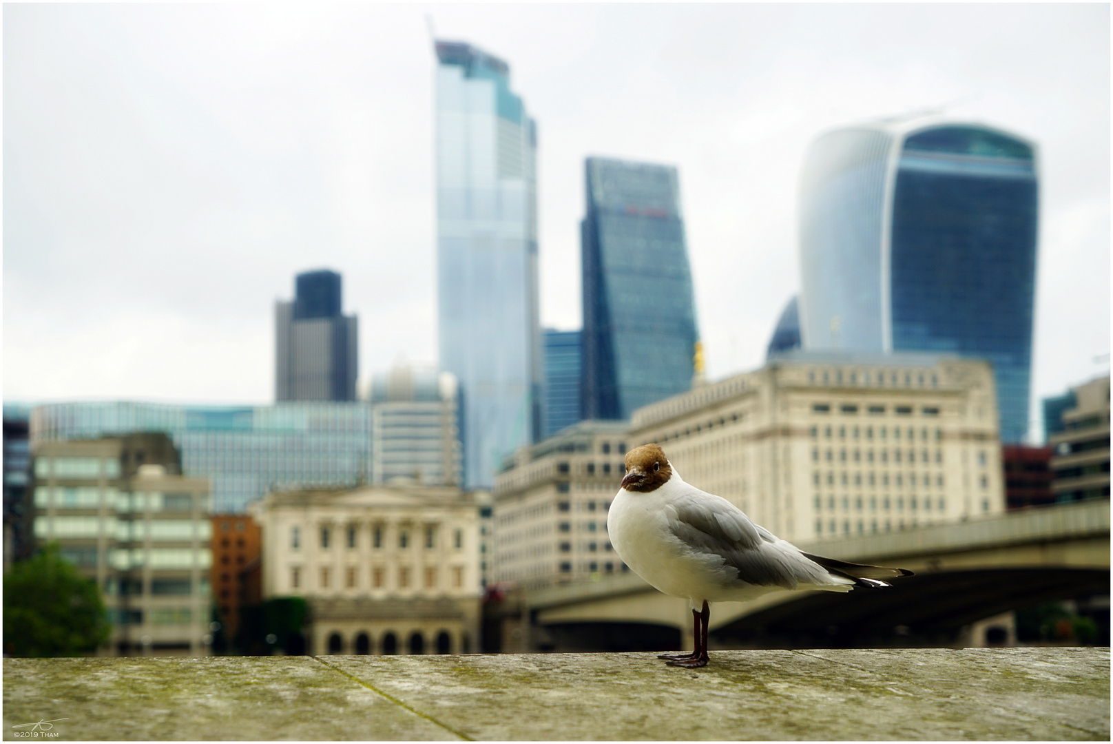 Möwe vor der Skyline von London