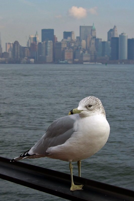 Möwe vor der Skyline von New York