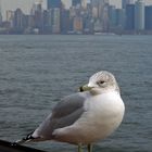 Möwe vor der Skyline von New York