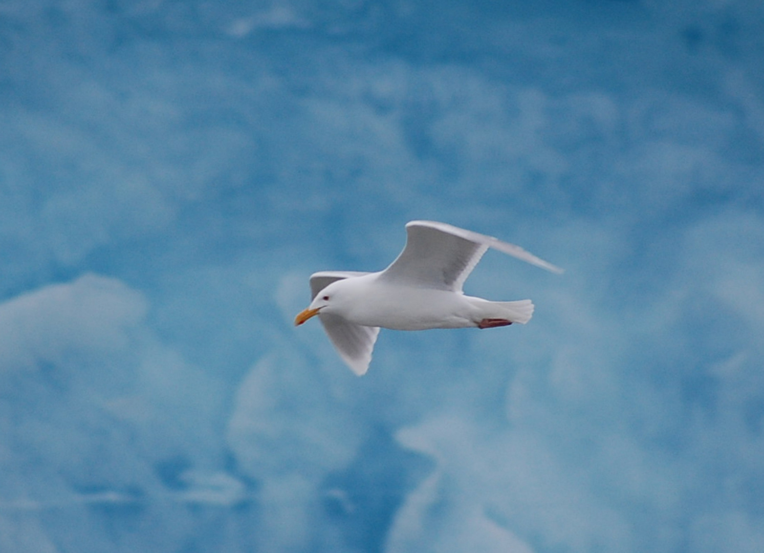 Möwe vor einem Gletscher