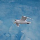 Möwe vor einem Gletscher