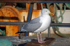 Möwe vor Fischerboot