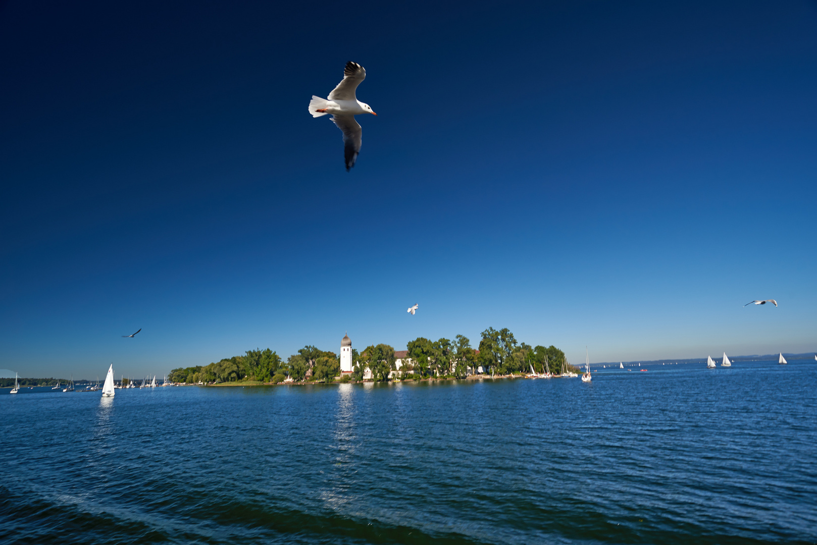 Möwe vor Fraueninsel am Chiemsee