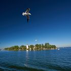 Möwe vor Fraueninsel am Chiemsee