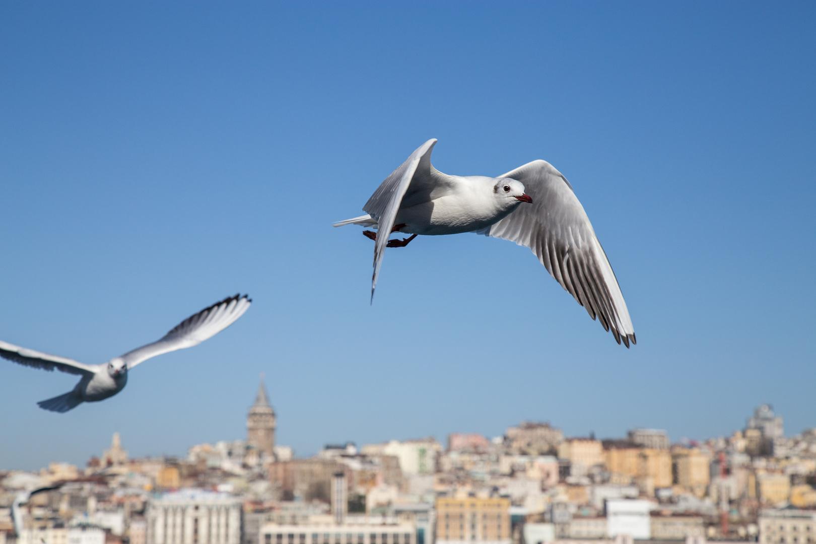 Möwe vor Galataturm in Istanbul